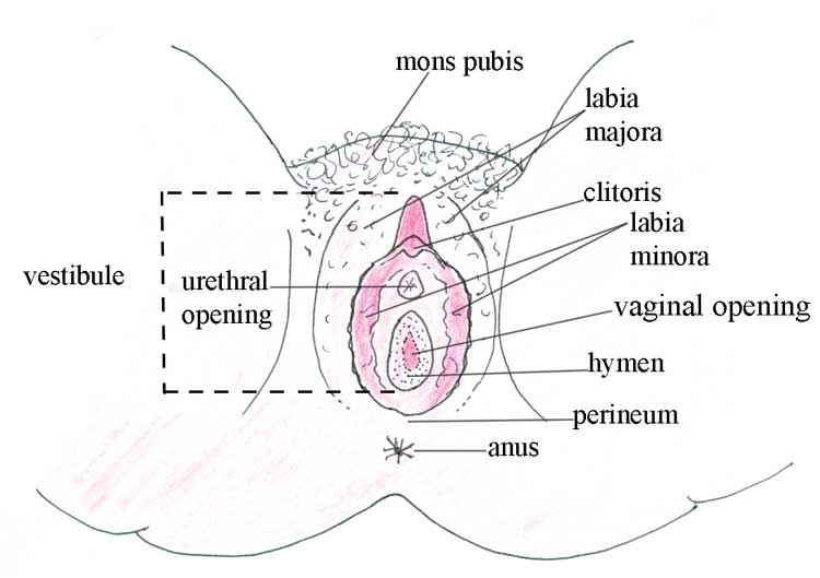 Vaginal tears - Women's Health - MedHelp