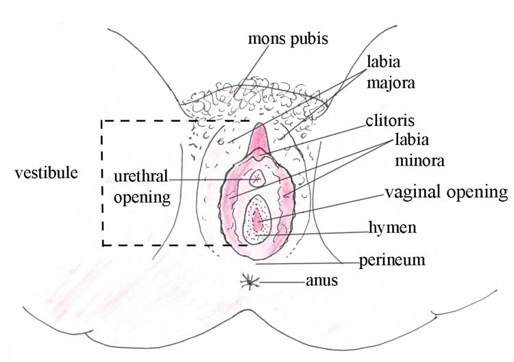 Female Anatomy The Basics External When Sex Hurts There Is